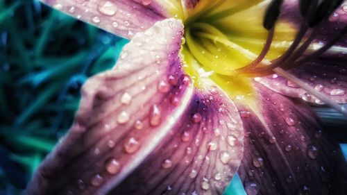 Close-up of wet pink flower