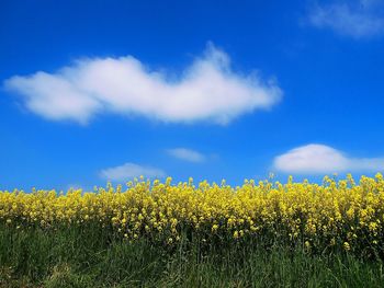 Yellow field against cloudy sky