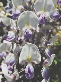 Close-up of purple flowers blooming