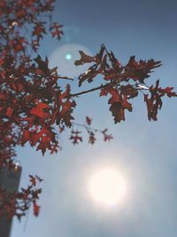 Low angle view of autumnal tree against sky