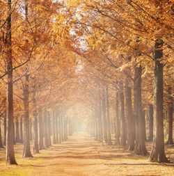 Footpath amidst trees in forest during autumn