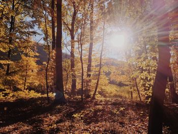 Sunlight streaming through trees in forest