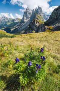 Seceda peaks. trentino alto adige, dolomites alps, val gardena, south tyrol, italy.