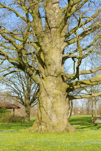 Trees on field