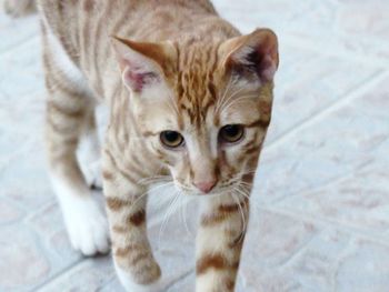 Close-up portrait of ginger cat