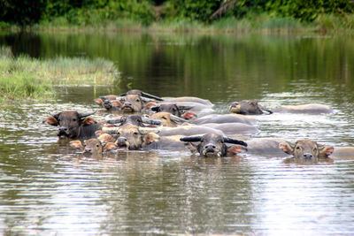 Ducks swimming in lake