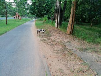 View of a dog on footpath