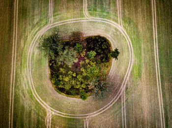 High angle view of plants growing on road