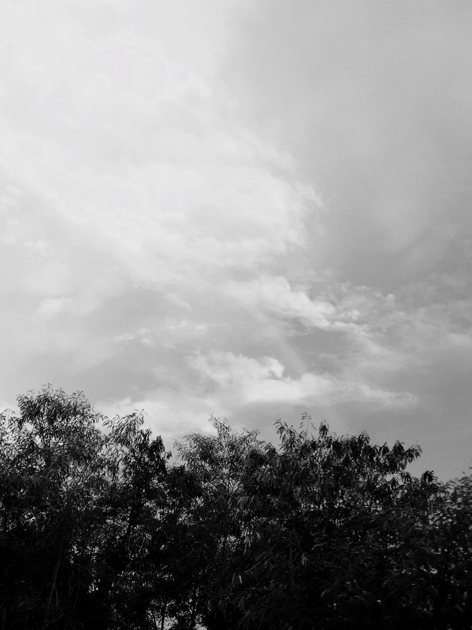 tree, nature, low angle view, sky, no people, beauty in nature, outdoors, day, height