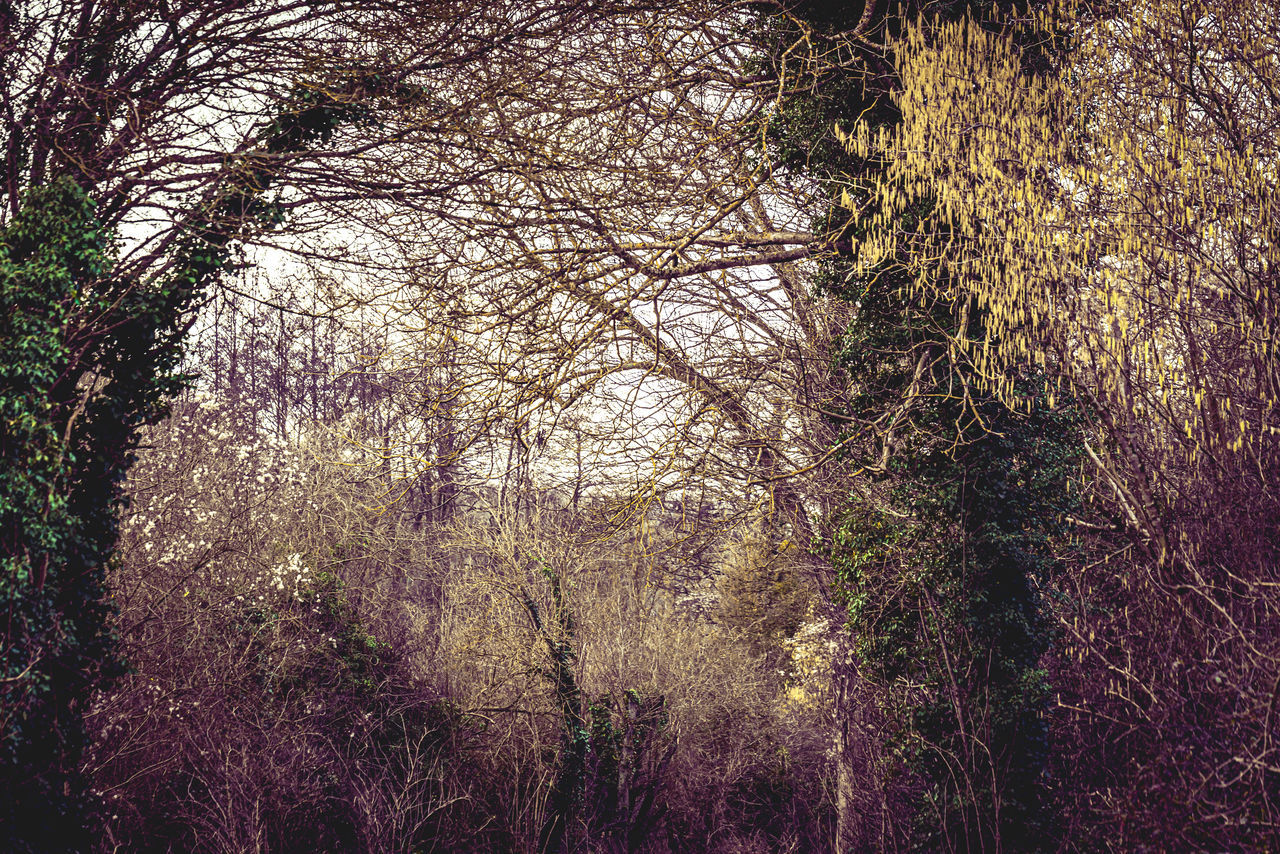 plant, tree, nature, growth, woodland, forest, leaf, branch, no people, beauty in nature, sunlight, autumn, tranquility, day, grass, land, morning, flower, natural environment, outdoors, tranquil scene, low angle view, sky, scenics - nature