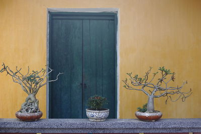 Three potted plants in front of a rustic house