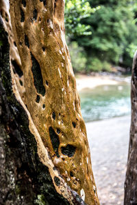 Close-up of tree trunk