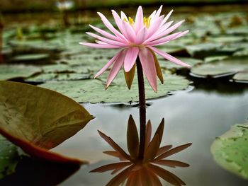 Close-up of lotus water lily in pond
