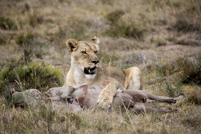 Lioness with dead animal on field