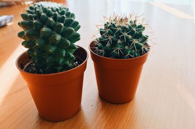 succulent plant