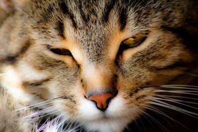 Close-up portrait of cat