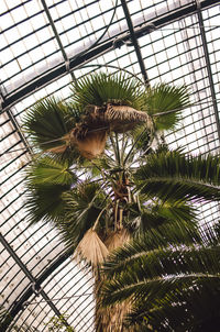 Low angle view of palm tree against sky