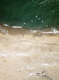 Aerial view of birds flying over beach