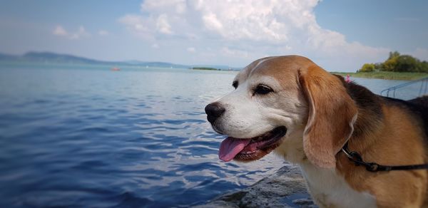 Close-up of dog looking away