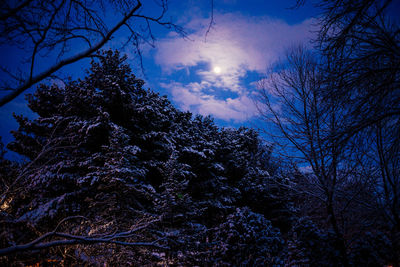 Low angle view of silhouette trees against sky at night