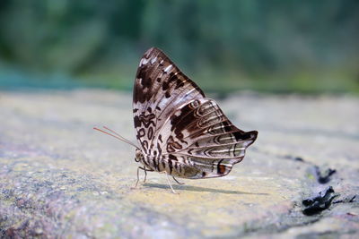 Close-up of butterfly