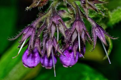 Close-up of purple flower