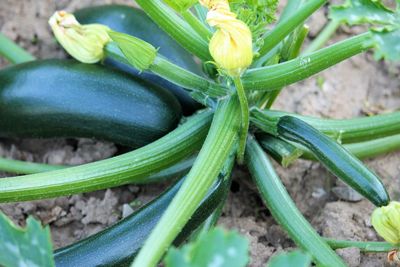 Close-up of vegetables