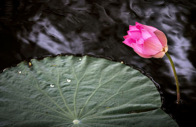 Close-up of pink lotus water lily