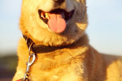 Close-up of a dog