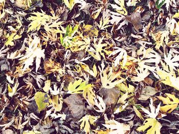 Full frame shot of autumn leaves