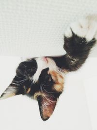 Close-up portrait of cat