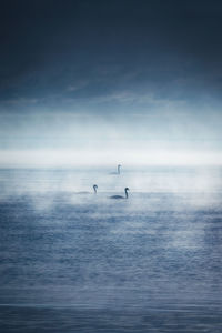 Swans swimming in lake against sky during foggy weather at dawn