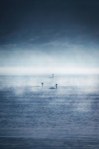 Seagulls flying over sea against sky