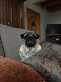 pug