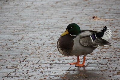 Close-up of duck