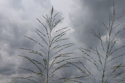Low angle view of stalks against sky