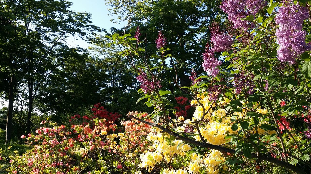 tree, growth, branch, low angle view, beauty in nature, nature, tranquility, leaf, flower, freshness, pink color, outdoors, day, no people, green color, sunlight, scenics, park - man made space, lush foliage, tranquil scene