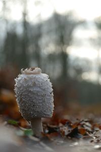 Close-up of mushroom growing on field during winter