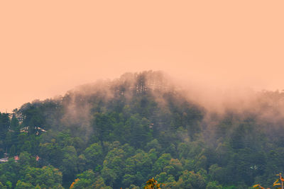 Trees in forest against sky during foggy weather