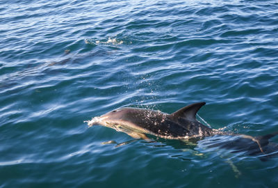 View of turtle swimming in sea