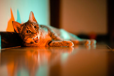 Close-up of a cat