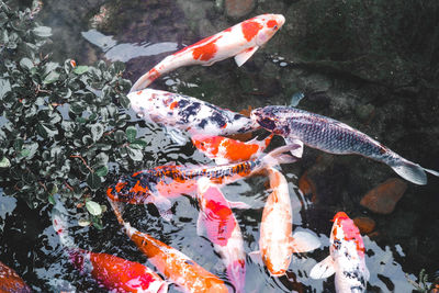 Fish swimming in pond