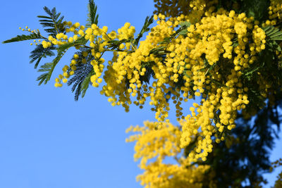Mimosa tree in
