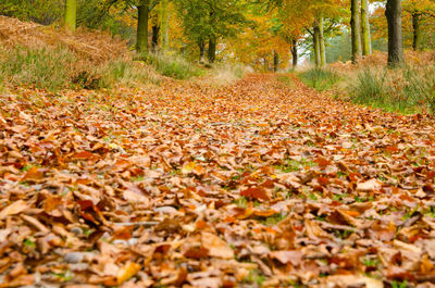 Autumn leaves fallen on footpath