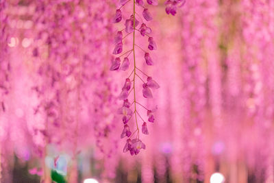 Close-up of plant against blurred background