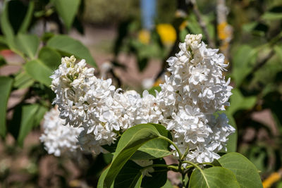 Close-up of white flowering plant