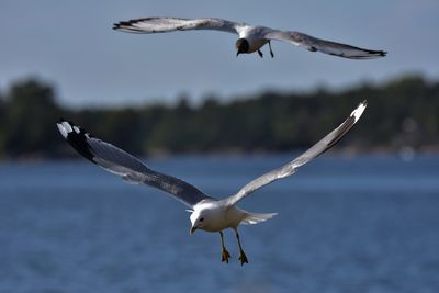 Seagulls flying against sky