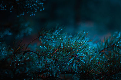 Nature's rain-kissed jewels. glistening pine needles in early spring in northern europe