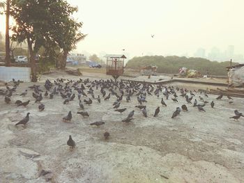 Birds in park against clear sky