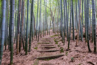 Bamboo trees in forest